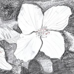 Fleur de Sureau Commun (Philadelphus coronarius) – Dessin Botanique au Crayon et Sanguine par Sonya Delelis – Œuvre d’Art Unique sur Papier