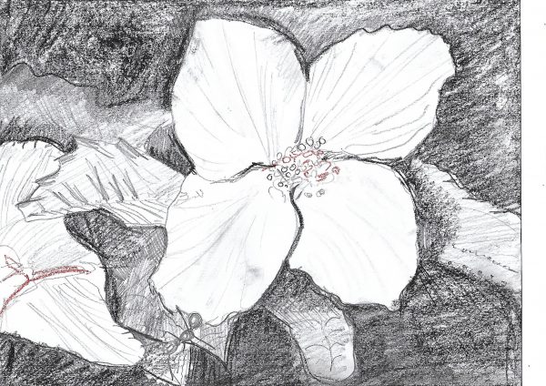 Fleur de Sureau Commun (Philadelphus coronarius) - Dessin Botanique au Crayon et Sanguine par Sonya Delelis - Œuvre d'Art Unique sur Papier